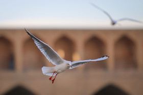 زاینده رود میزبان پرندگان مهاجر - اصفهان